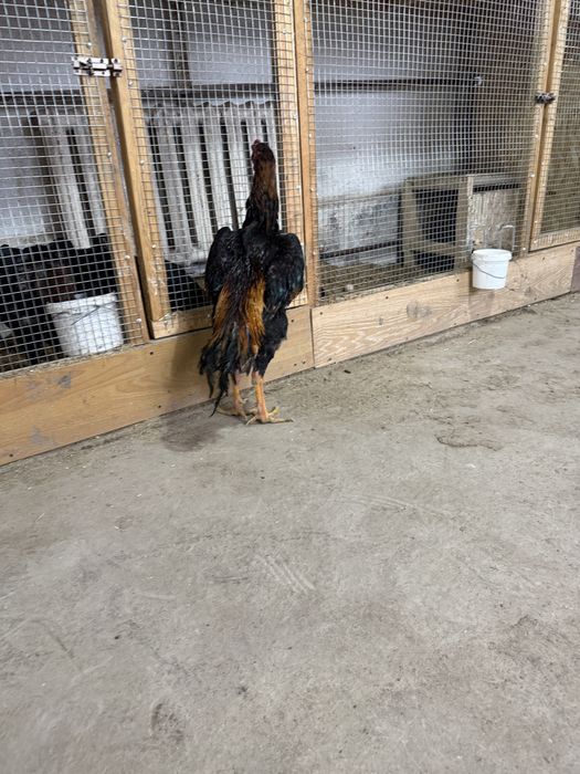 Бойцовый кораз сатылады