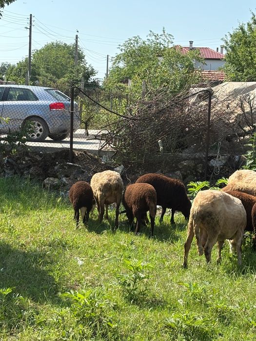 Продавам 5 овце 1 коч и 4 женски агнета