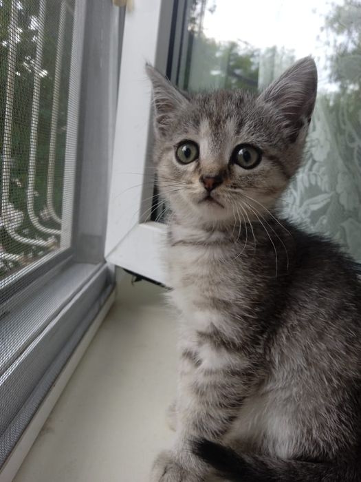 Отдам кота в добрые руки