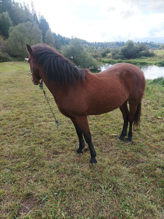 Se vinde mânză,crescută bine,mama mânzei este semigrea,sau schimb