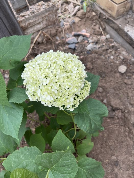Продам дихондру и гортензию
