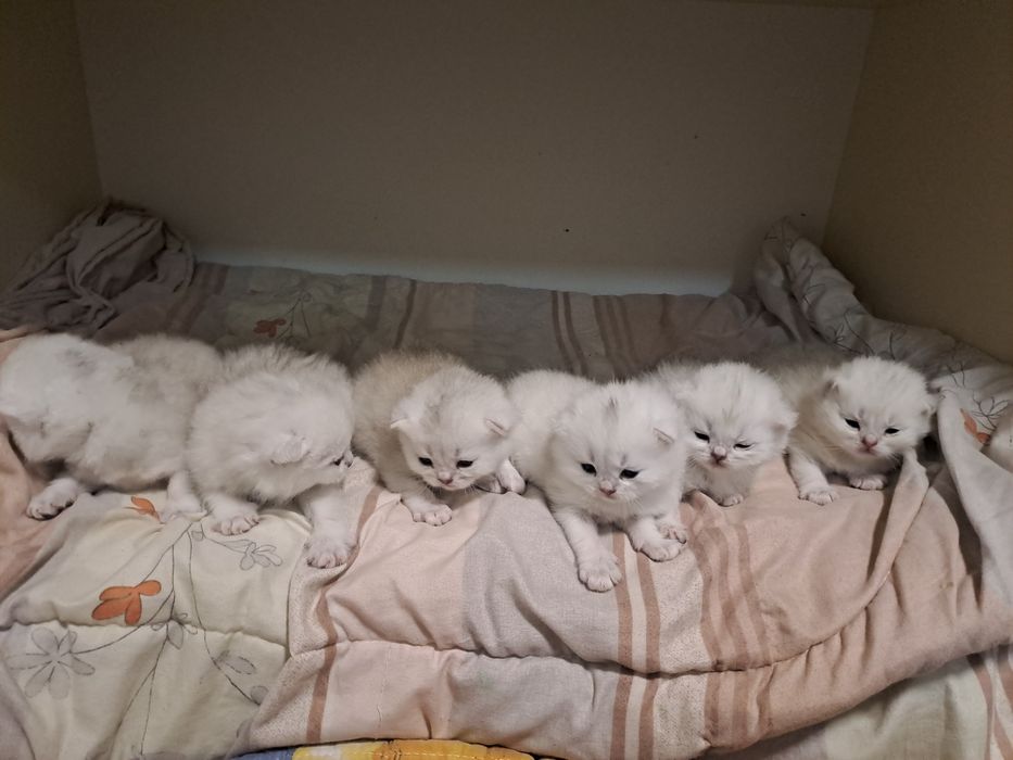 Сотилади ширин мушукчаларим