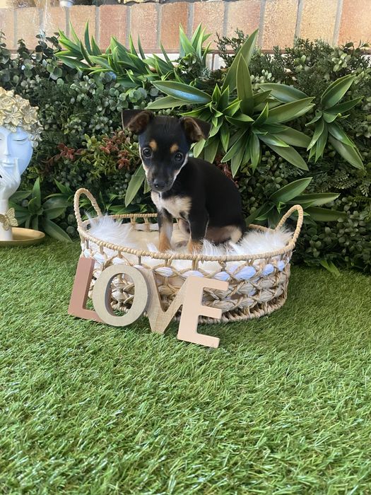 Pinscher pitic – jucăuș, inteligent și plin de energie