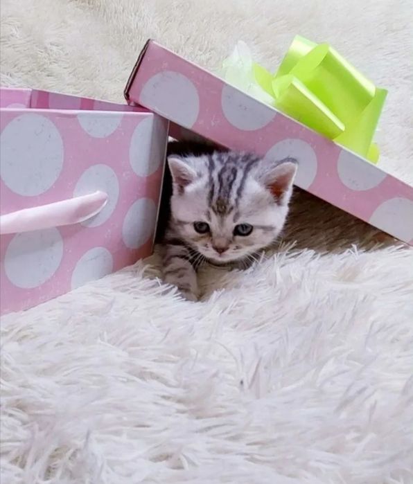 Вязка. Опытный красавиц ищет даму сердца