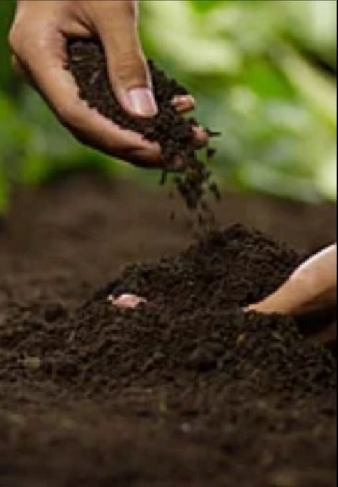 Горный. Чернозем