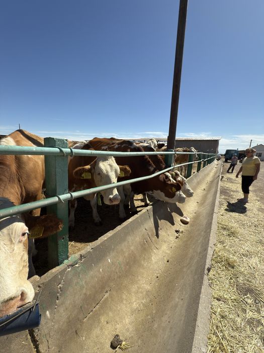 Продается действующее МТФ (молочно-товарная ферма)