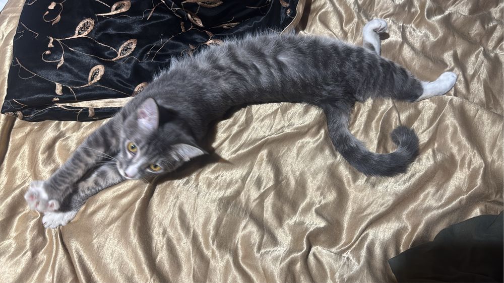 Бесплатно Отдам кота в добрые руки