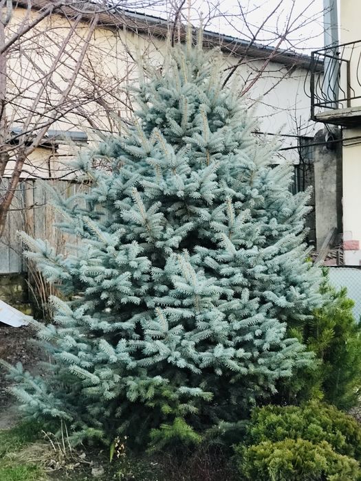 Ель голубая от 4 метров