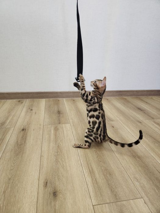 Bengal mushukcha