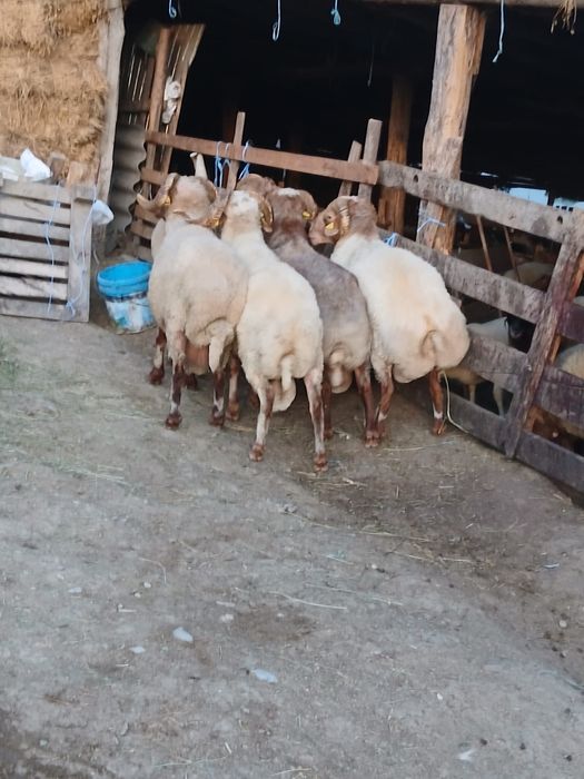 Vand 5 berbeci awassi