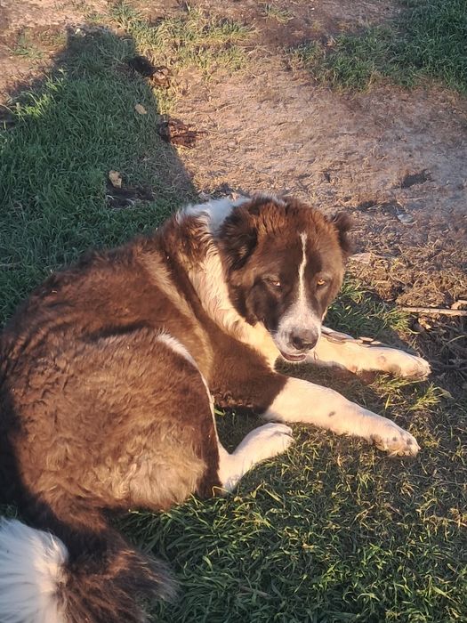 Ит алабай сатылады