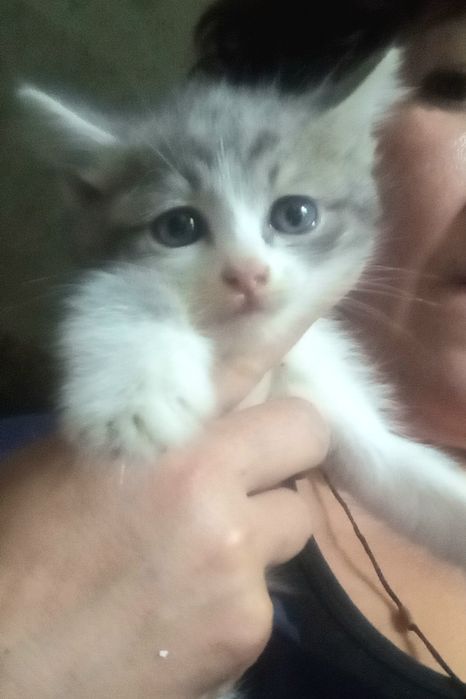 Одам котят в добрые руки,срочно