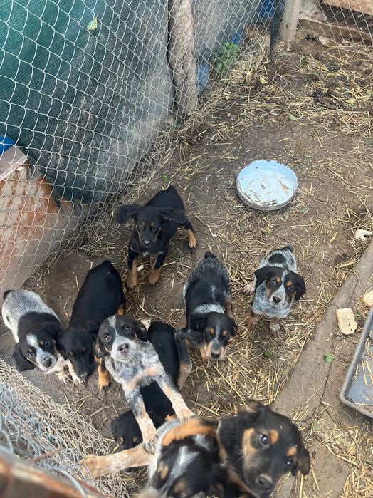 ПОДАРЯВАМ  малки кученца Епаньол Бретон