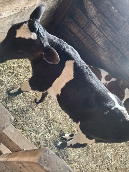 Теленок Бычок 15 дней