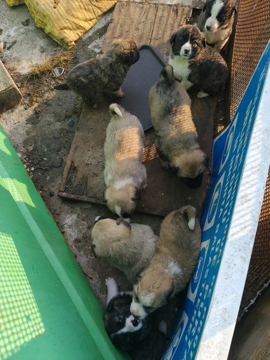 Donez Cățeluș pui