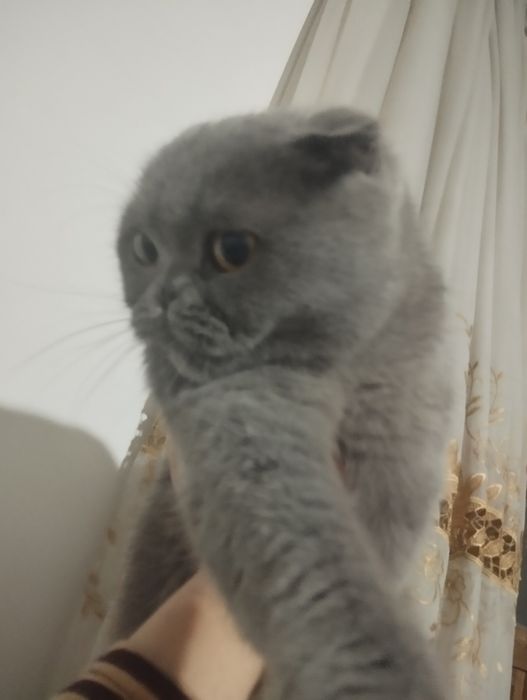 Mushuklar  vesla uxa