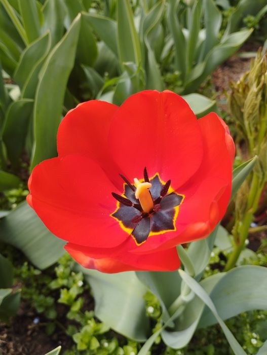 Тюльпаны-это весна в каждом лепестке