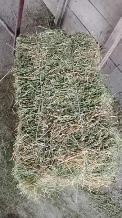 Жоңышқа дала шөп