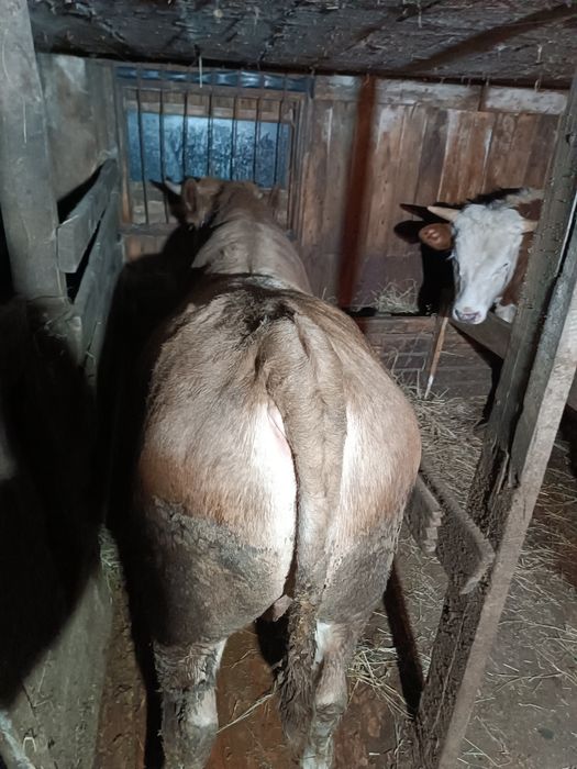 Продам Быка с откорма