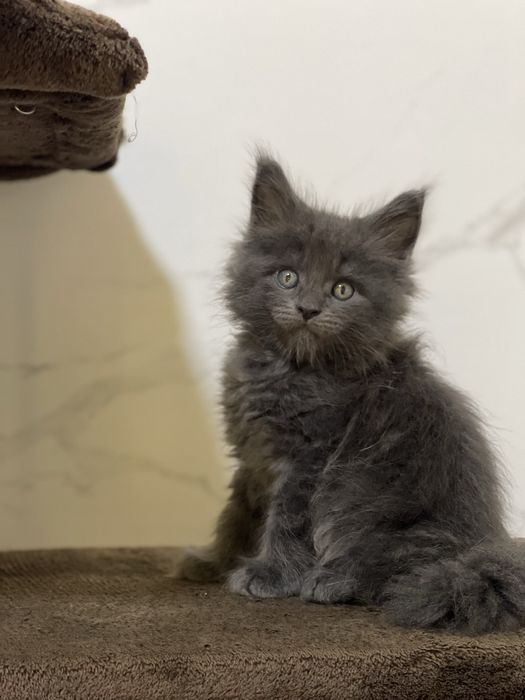 Котенок Мейн Кун