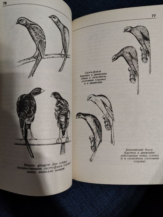 Канарейки 120 пород.