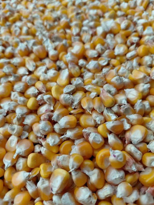 Porumb sticlos pentru  mămăligă