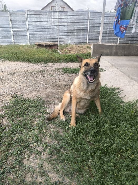 Вязка девочка нужен кабель овчарка