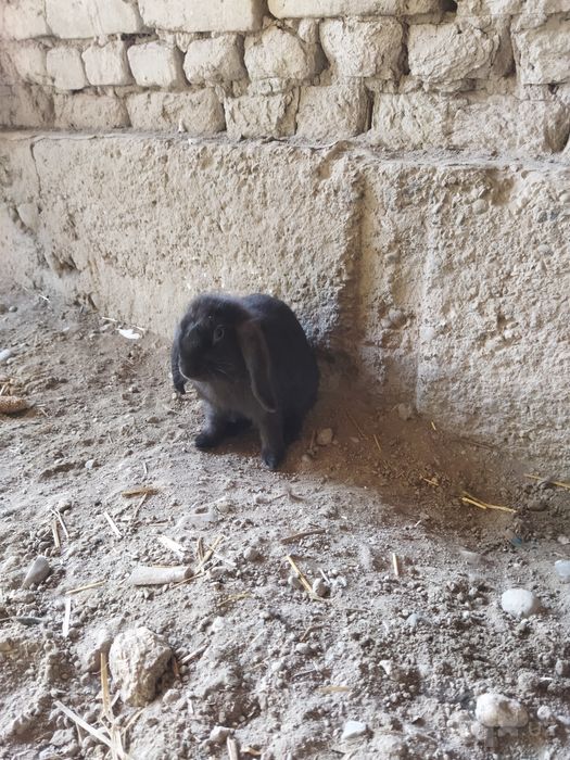 Karlik minilopdan chiqqan quyonlar
