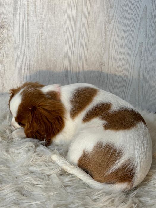Vând cățelușă Cavalier King Charles spaniel