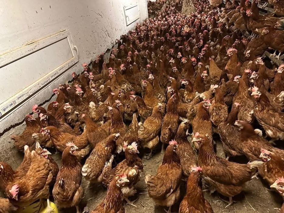 Găini roși de ouo tinere