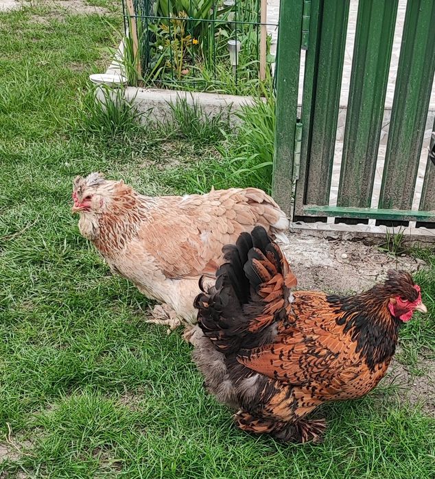 Matca de motate barboase deosebite