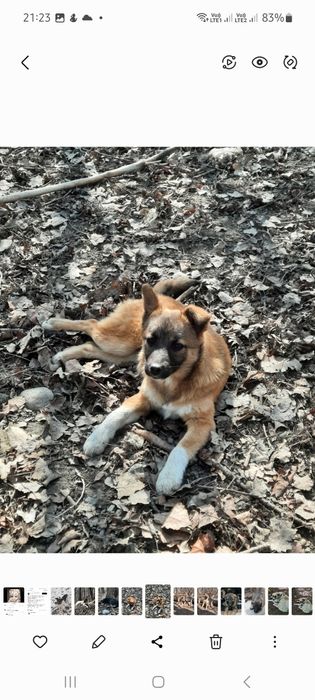 Отдадим в добрые руки