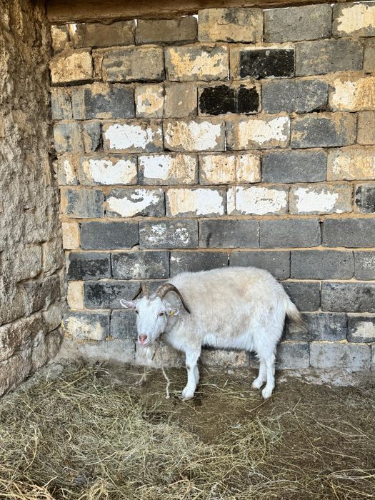 Ешкі ұрғашы,  сүтті