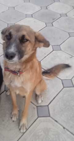 Отдам собачку крысоловку