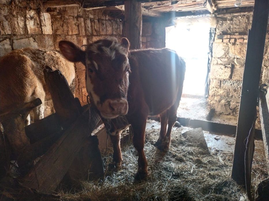 Продается телка