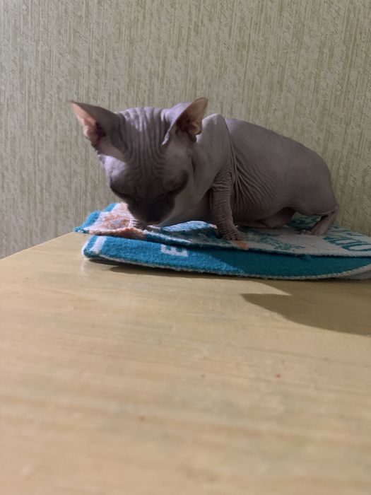 Связка кошка сфинкс