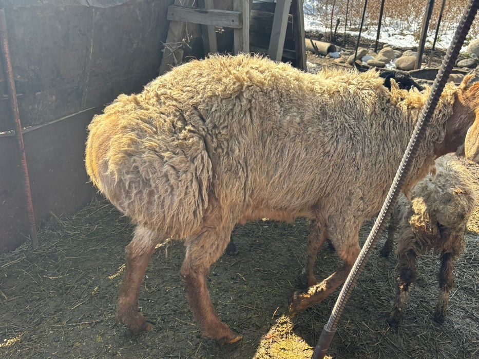 Гисар Арашан 2,4жас Қошқар