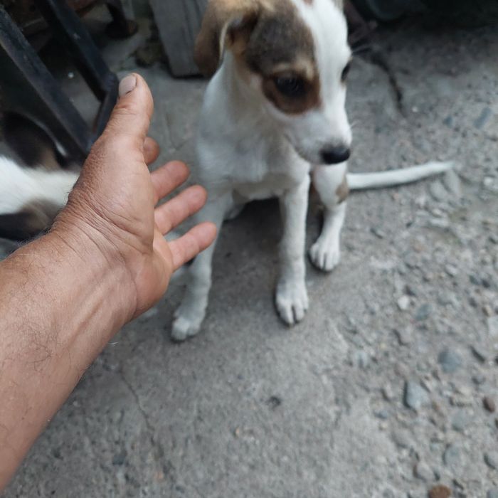 Donez catelușă de curte