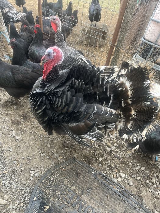 Vand , un curcan si doua curci de anul trecut .