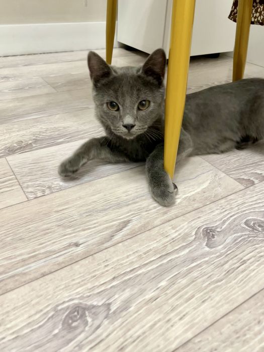 Отдам кота 4 месяца