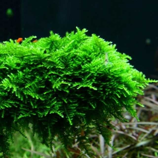 Plante Muschi de acvariu/Coral Moss/ Fissidens/ Christmas/ Flame/Pelia