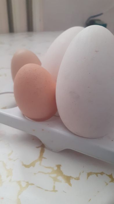 Қаздын жұмыртқасы крупна серый