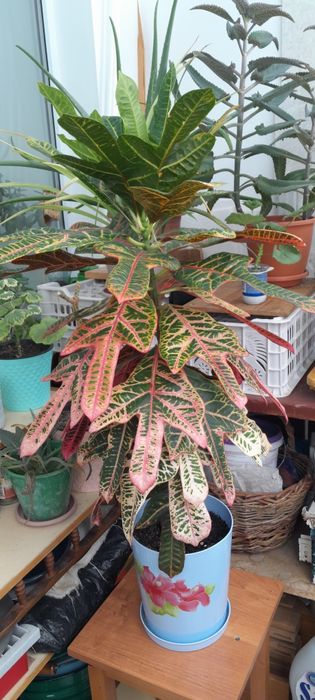 Продам комнатные цветы