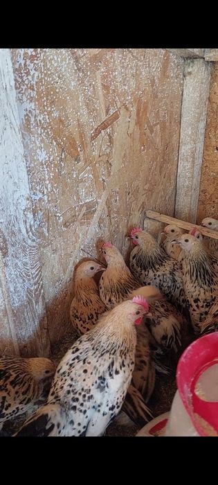 Perechi Gaini mii de flori