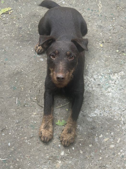 Vând jagdterrier femellă 2 ani