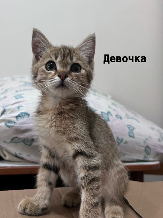 Котята в добрые руки