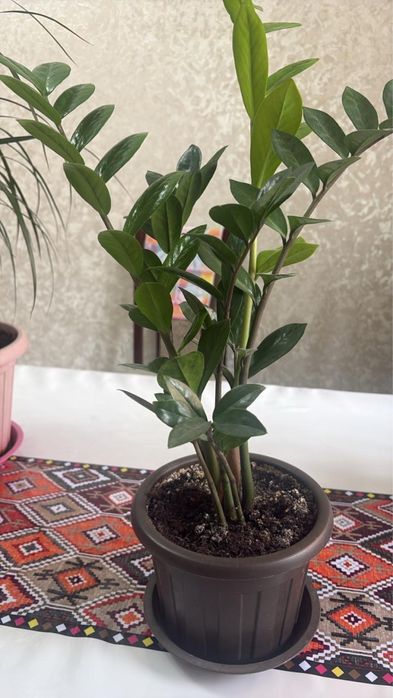 Комнатные цветы