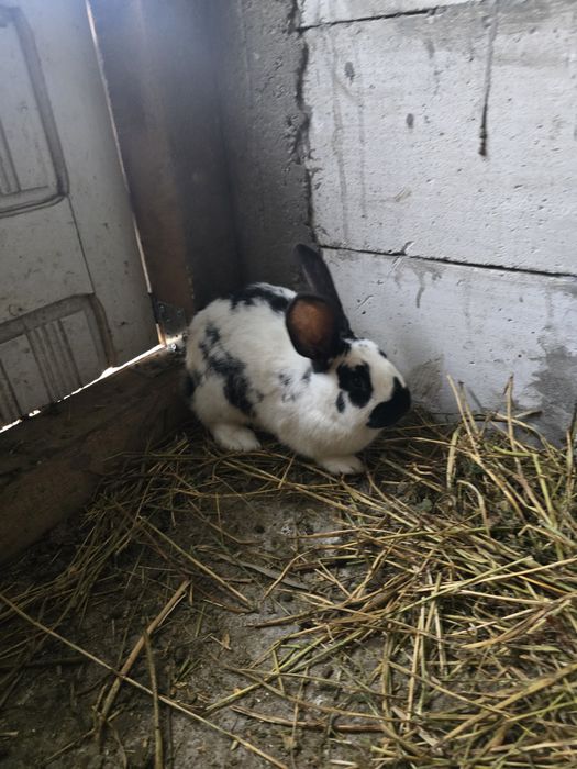 Iepuri fluture german