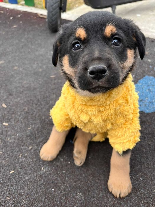 Donez caine metis rottweiler