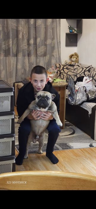 Френски булдог french bulldog